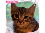Adopt Poblano a Brown Tabby Domestic Shorthair cat in Toms River, NJ (41562279)