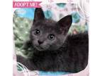 Adopt Seabreeze a Gray or Blue (Mostly) Domestic Shorthair cat in Toms River