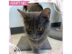 Adopt Aimee a Gray or Blue (Mostly) Domestic Mediumhair cat in Toms River