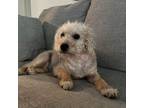 Adopt Gilbert a Tan/Yellow/Fawn Standard Poodle / Bichon Frise dog in Tampa