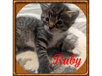 Adopt Ruby a Gray, Blue or Silver Tabby Domestic Shorthair (short coat) cat in