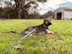 Adopt Cadet a Black German Shepherd Dog / Labrador Retriever / Mixed dog in Fort