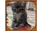 Adopt Sapphire a Gray, Blue or Silver Tabby Domestic Shorthair (short coat) cat