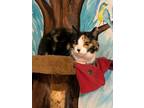 Adopt Josie a Calico or Dilute Calico Calico (short coat) cat in Temecula
