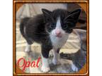Adopt Opal a Black & White or Tuxedo Domestic Shorthair (short coat) cat in