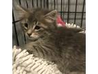 Adopt Coconut a Gray, Blue or Silver Tabby Domestic Mediumhair cat in Knoxville