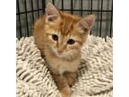 Adopt Clive a Orange or Red Tabby Domestic Mediumhair cat in Knoxville