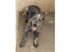 Adopt Sisu a Black Australian Cattle Dog / Airedale Terrier / Mixed (short coat)