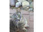 Adopt Little Gray a Gray or Blue American Shorthair / Mixed (short coat) cat in