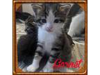 Adopt Garnet a Gray, Blue or Silver Tabby Domestic Shorthair (short coat) cat in