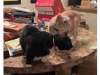 Adopt Mittens & Rocco a Black & White or Tuxedo Domestic Shorthair (short coat)