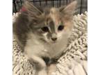 Adopt Banana a Calico or Dilute Calico Calico cat in Knoxville, TN (41562259)