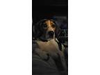 Adopt Biscuit a Tricolor (Tan/Brown & Black & White) Beagle / Mixed dog in