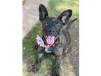 Adopt Sweet Tart a Brindle - with White Australian Cattle Dog / Mixed dog in