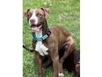 Adopt Velma a Brown/Chocolate - with White Mixed Breed (Medium) / Mixed Breed