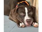 Adopt Daphne a Brown/Chocolate - with White Mixed Breed (Medium) / Mixed Breed