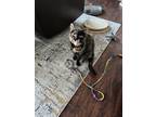 Adopt Mama a Tortoiseshell Domestic Shorthair / Mixed (short coat) cat in