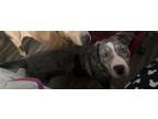 Adopt Princess a Catahoula Leopard Dog / Pit Bull Terrier / Mixed dog in Battle