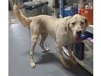 Adopt 24-05-1636 Butler a English Setter / Mixed dog in Dallas, GA (41562221)