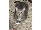 Adopt Lucy a Gray or Blue Domestic Shorthair / Mixed (short coat) cat in Newark