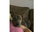 Adopt Stripes a Brindle Cattle Dog / Shepherd (Unknown Type) / Mixed dog in