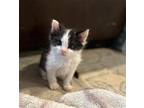 Adopt MOO MOO a White Domestic Mediumhair / Mixed (medium coat) cat in