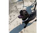 Adopt Cookie a Black Golden Retriever / American Pit Bull Terrier / Mixed dog in
