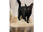 Adopt Clara a All Black Domestic Shorthair (short coat) cat in Las Vegas