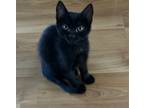 Adopt Beans a All Black Domestic Shorthair / Mixed (short coat) cat in San Mateo