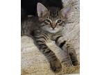 Adopt Pac Man a Brown Tabby Domestic Shorthair / Mixed (short coat) cat in San
