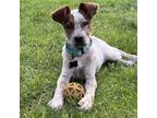 Adopt Frankie a Red/Golden/Orange/Chestnut Australian Cattle Dog / Mixed dog in