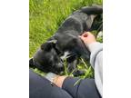 Adopt Hazel a Labrador Retriever / Boxer / Mixed dog in Winter, WI (41562145)