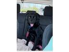 Adopt Beau a Black Flat-Coated Retriever / Mixed dog in Winston-Salem