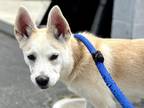 Adopt Rina a Tan/Yellow/Fawn Jindo / Husky / Mixed dog in Los Angeles