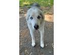 Adopt ZIGGY a White - with Gray or Silver Husky / Labrador Retriever / Mixed dog
