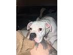Adopt Dexter a White - with Black Boxer / Mixed dog in Marana, AZ (41562172)