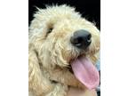 Adopt Teddy a Tan/Yellow/Fawn Goldendoodle / Mixed dog in Atlanta, GA (41562169)