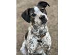 Adopt Hank a Gray/Blue/Silver/Salt & Pepper Bluetick Coonhound / Mixed dog in