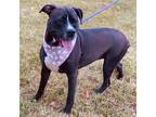 Adopt Winnie M a Black - with White Boxer / Mixed dog in Somerset, KY (41562163)