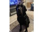 Adopt Toby a Black Labrador Retriever / Mixed dog in Tampa, FL (41562160)