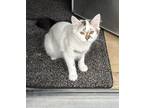 Adopt Baby Cat a White (Mostly) Domestic Longhair / Mixed (long coat) cat in