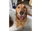Adopt Kona a Red/Golden/Orange/Chestnut Golden Retriever / Mixed dog in