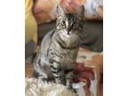 Adopt Miss Mittens (bonded to Bunny) a Brown Tabby Domestic Shorthair (short