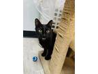 Adopt Mr. Duckles a All Black Domestic Shorthair (short coat) cat in Las Vegas