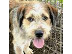 Adopt Marvin a White - with Brown or Chocolate Wirehaired Fox Terrier /