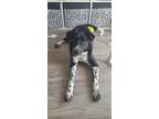 Adopt Diesel a Black - with White Border Collie / Mixed dog in Ajax