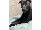 Adopt Asher a Black Labrador Retriever / Mixed dog in Cartersville