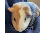 Adopt Risotto & Truffles a Multi Guinea Pig (short coat) small animal in