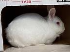 Adopt Sol a New Zealand / Mixed rabbit in Escondido, CA (41560931)