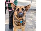 Adopt Kali a Tan/Yellow/Fawn German Shepherd Dog / Mixed dog in Oakland